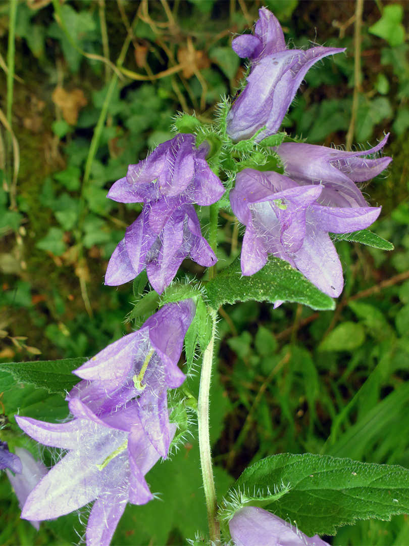 Pale purple flowers