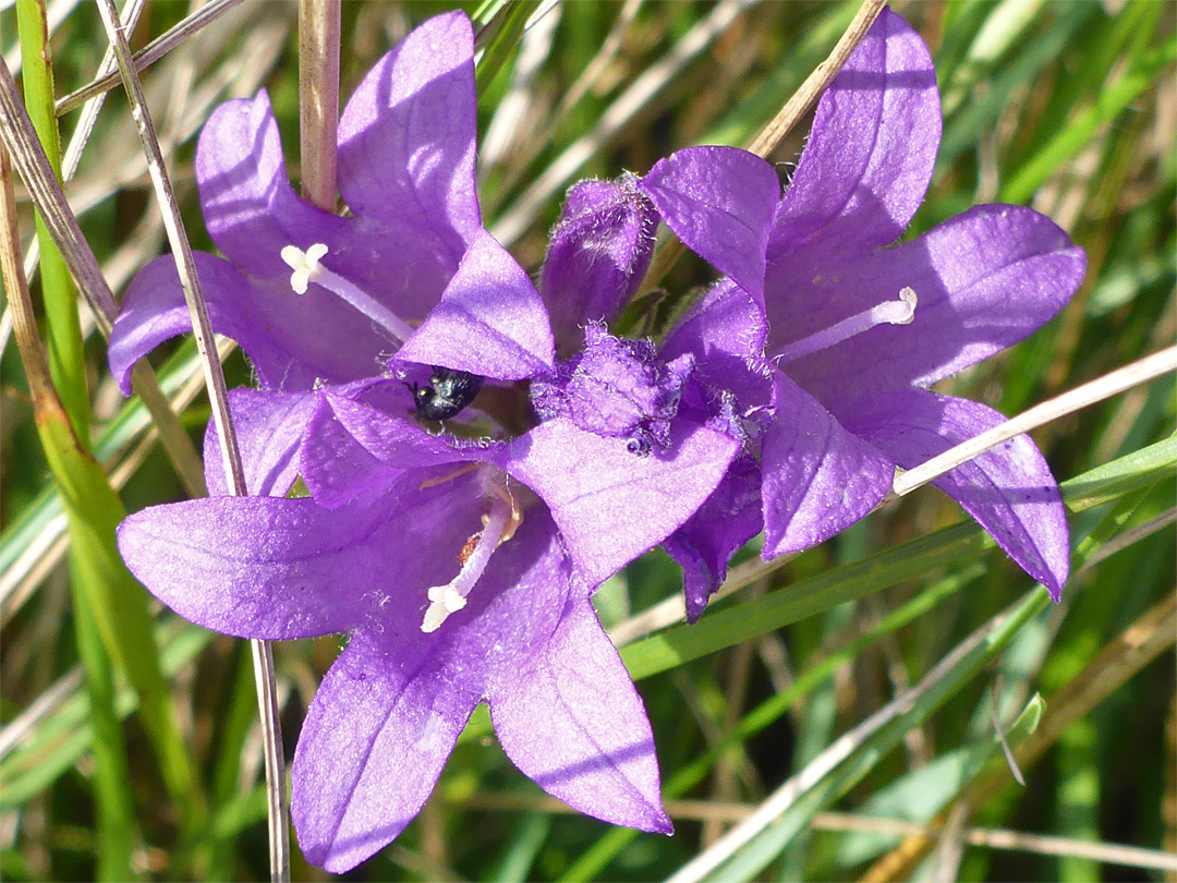 Three flowers