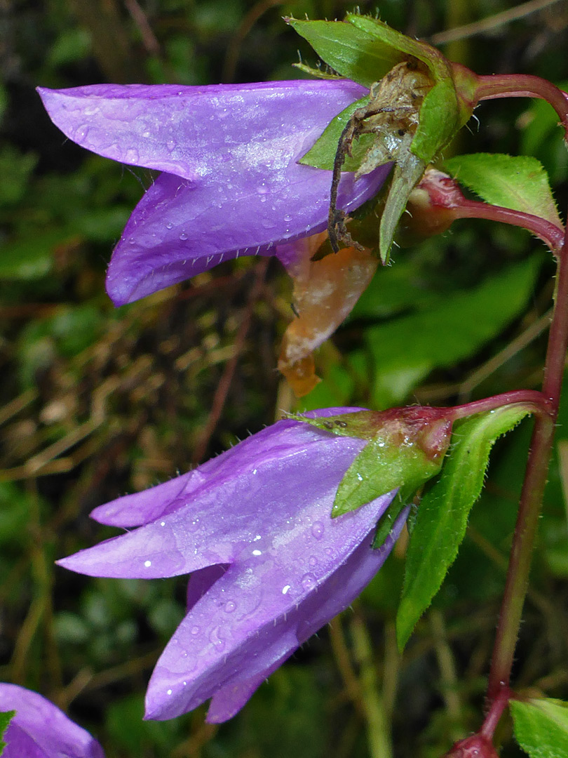 Two flowers