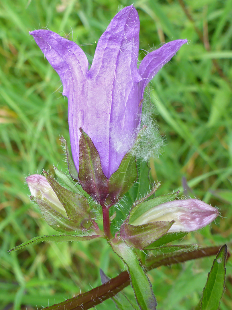 Flowers and buds