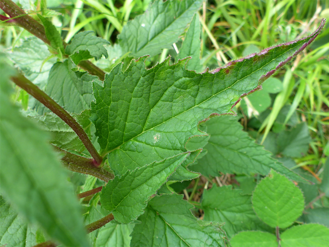 Red-margined leaf