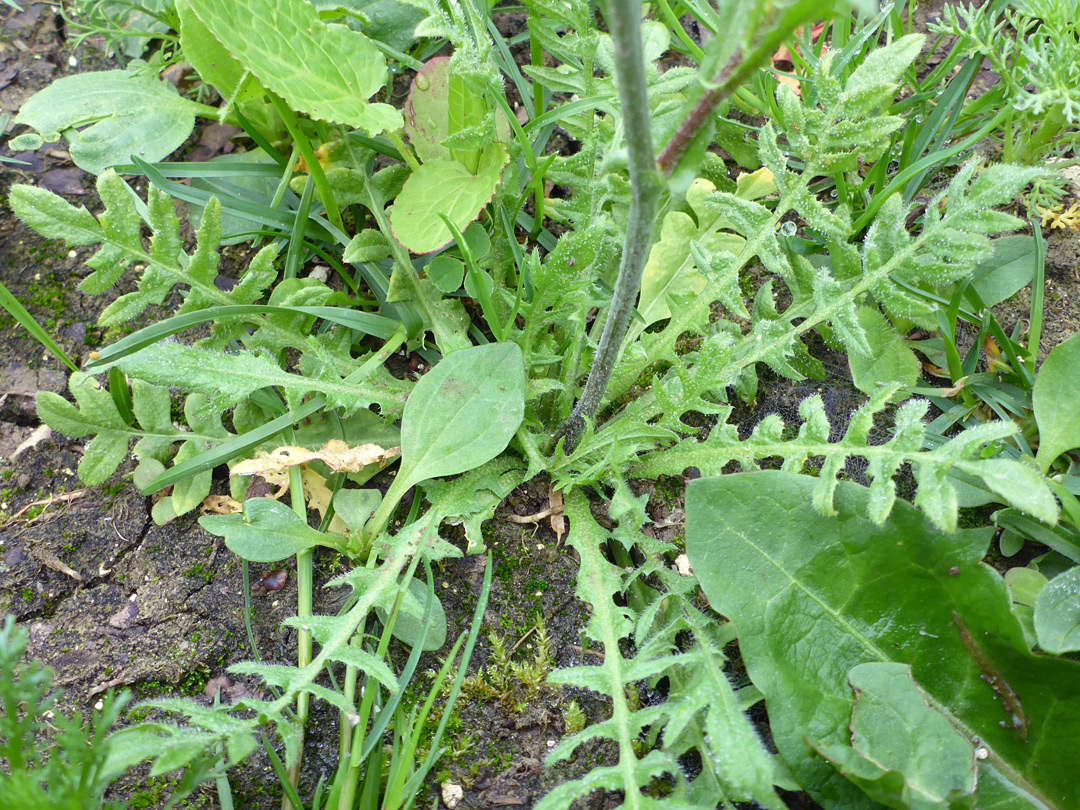 Basal leaves