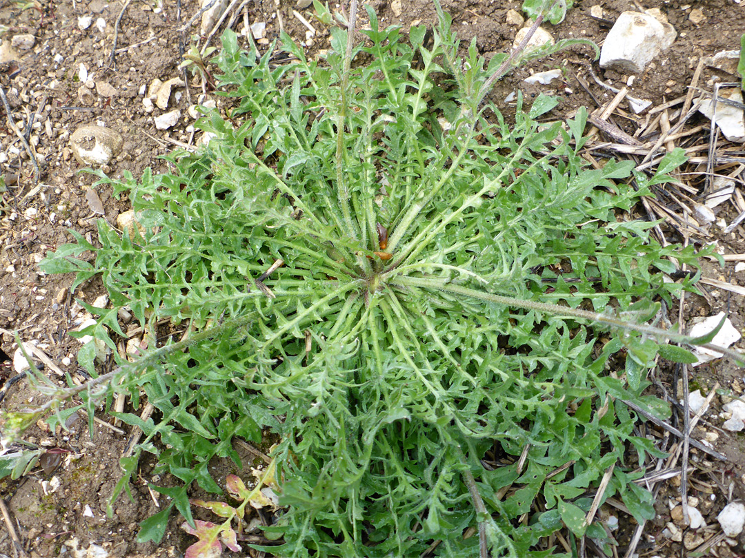 Basal leaves