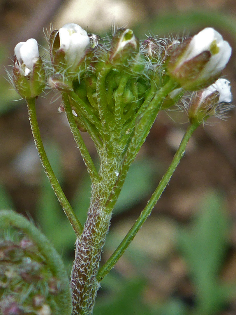 Hairy stem