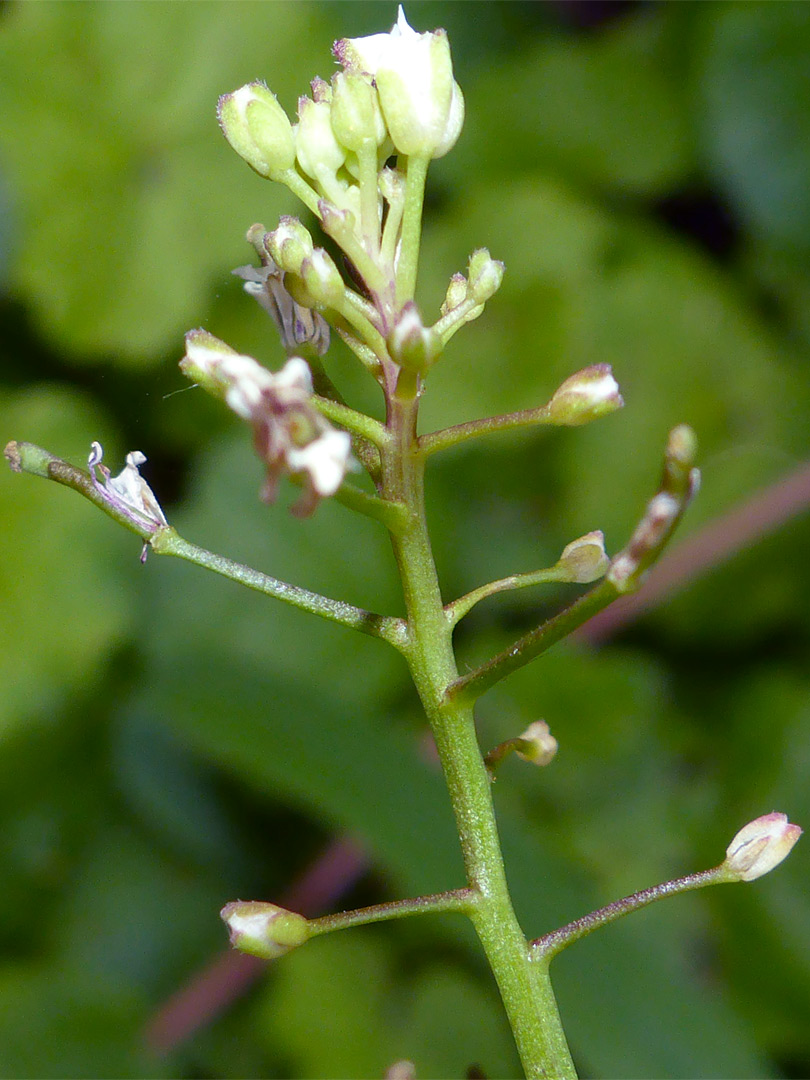 Fruits and flowers