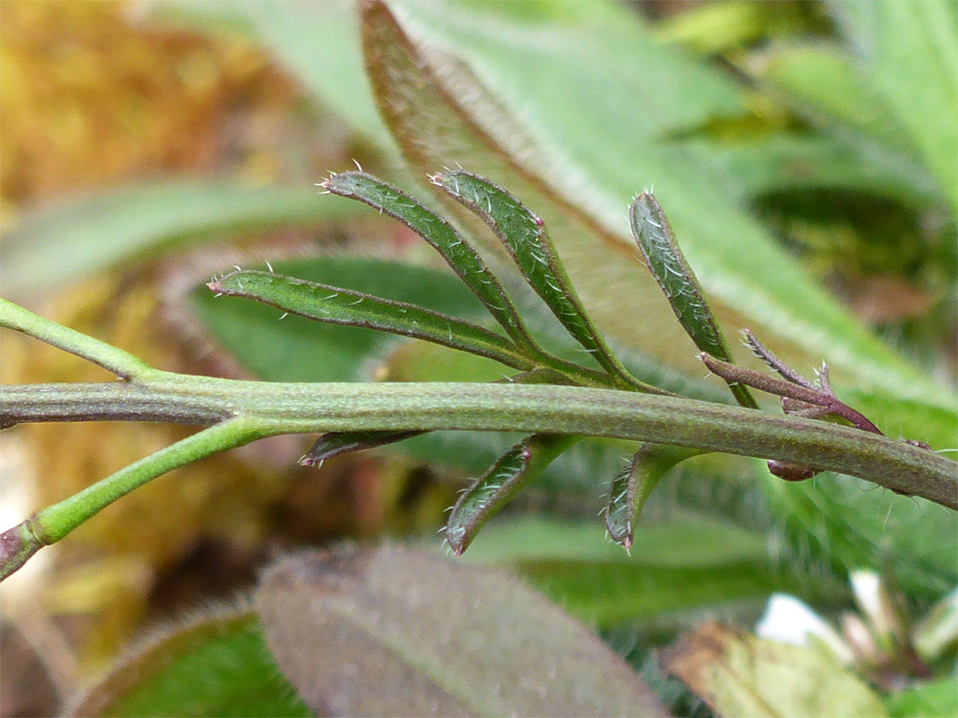 Cauline leaf