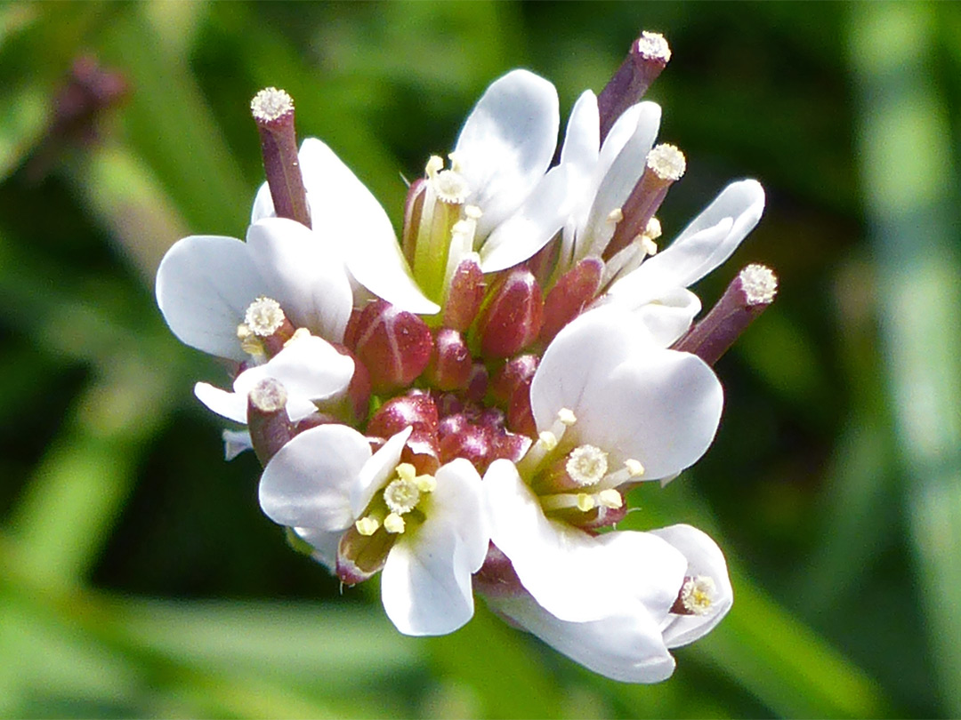 Flower cluster