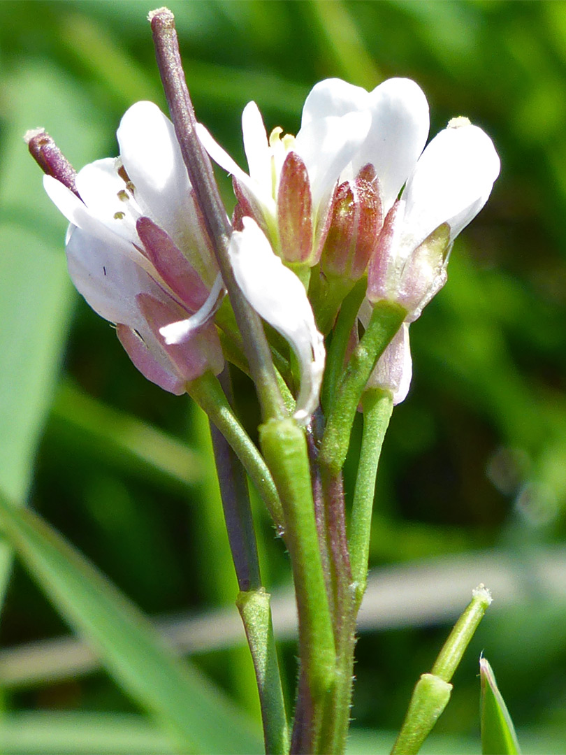 Pedicels, flowers and fruit