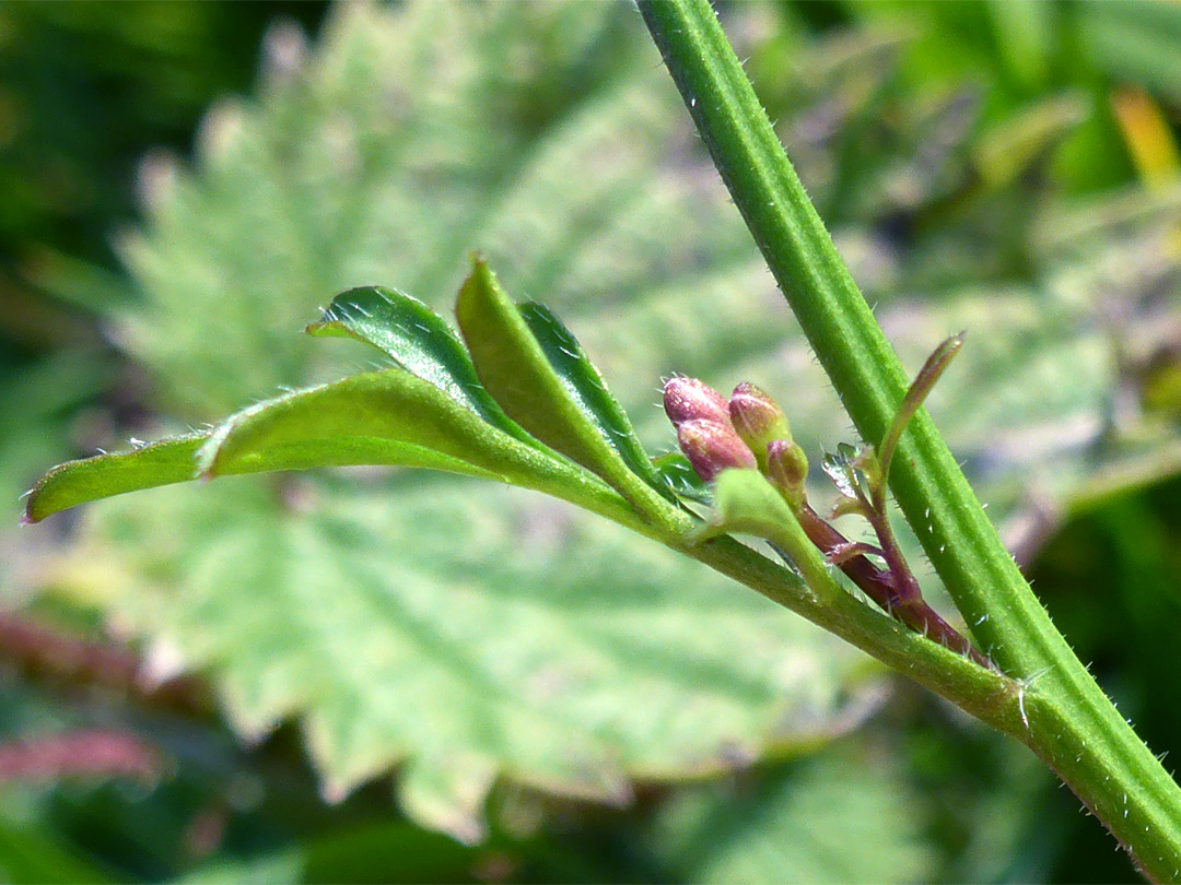 Stem leaf