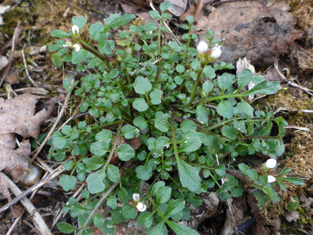 Pinnate leaves