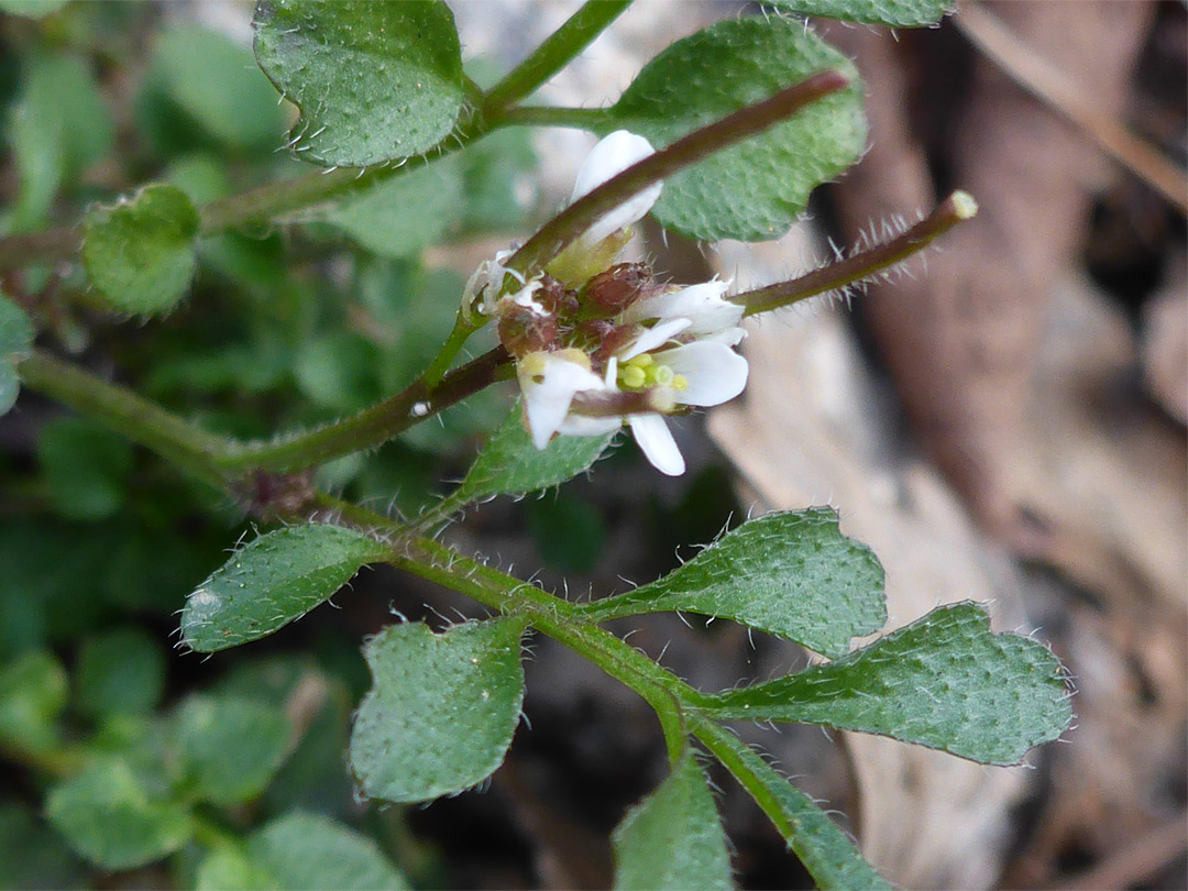 Leaves and flowers