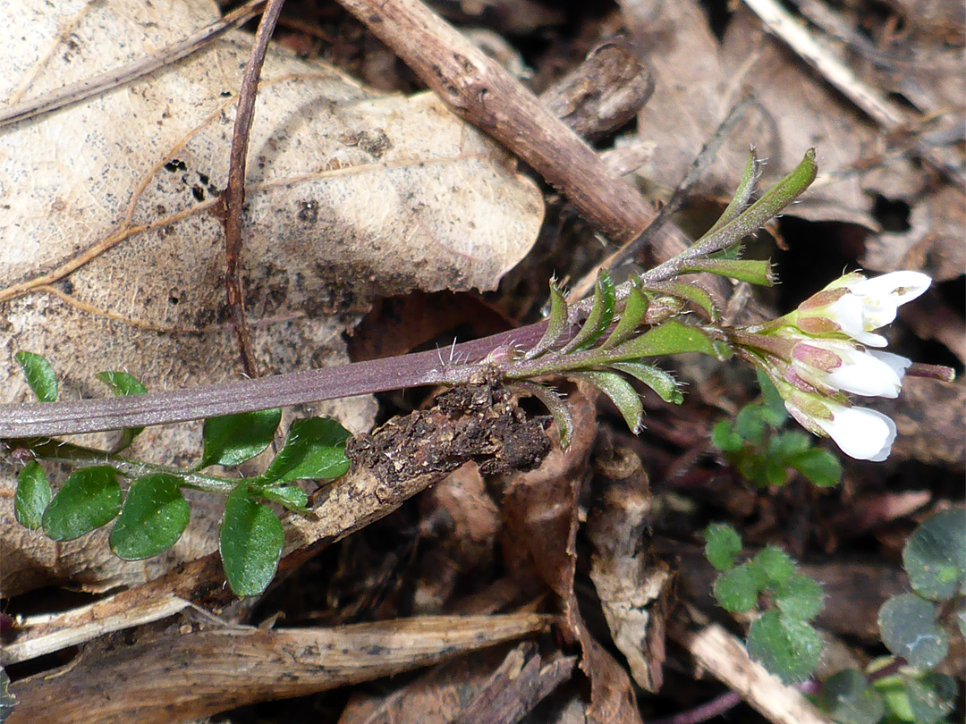 Sparsely hairy plant