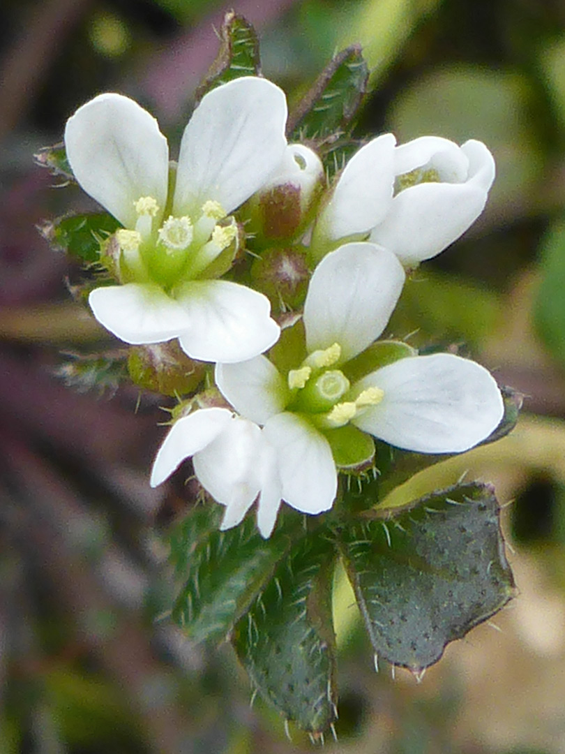 Flower cluster