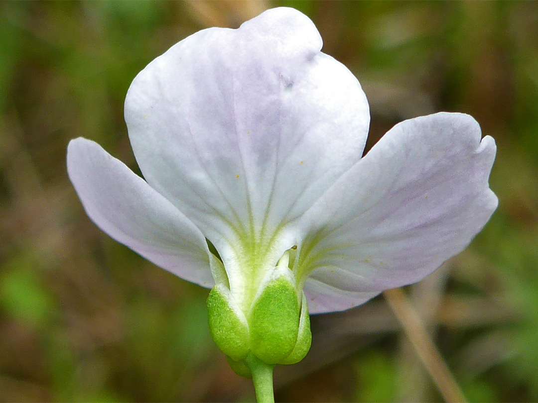 Petals and sepals