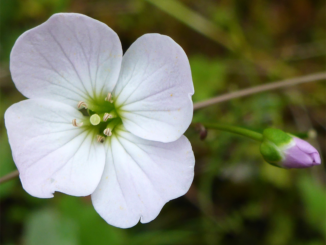 Four-petalled flower