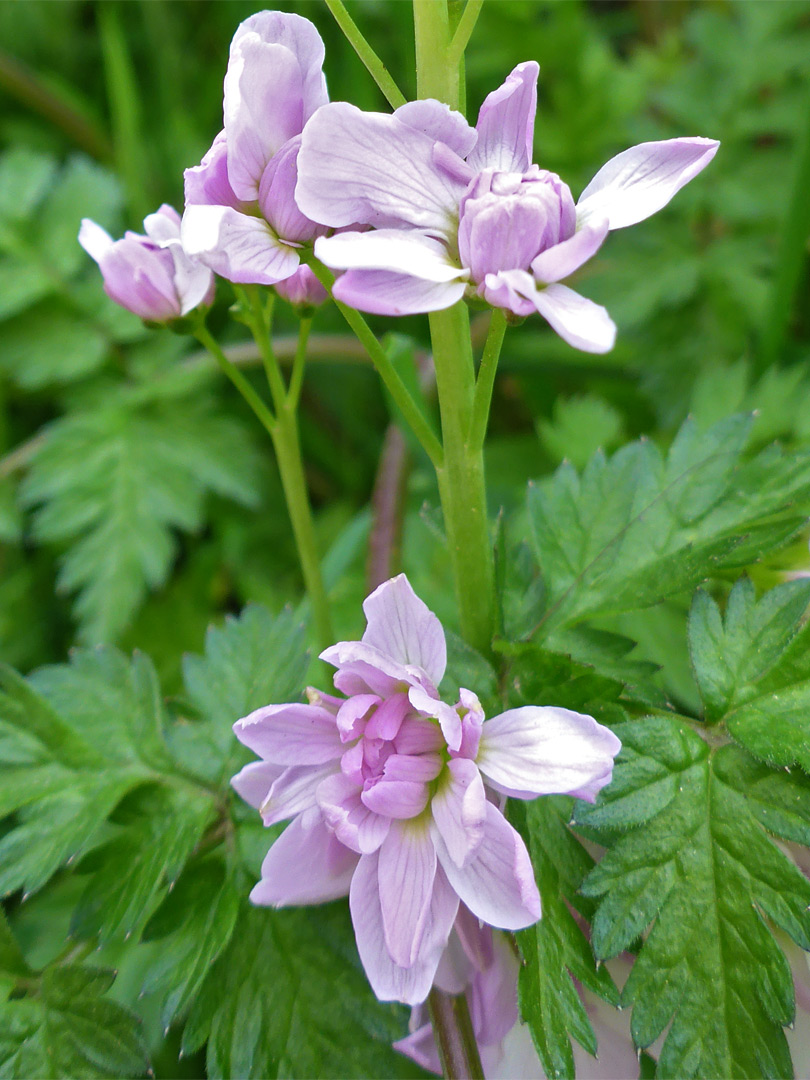 Double-petalled flowers