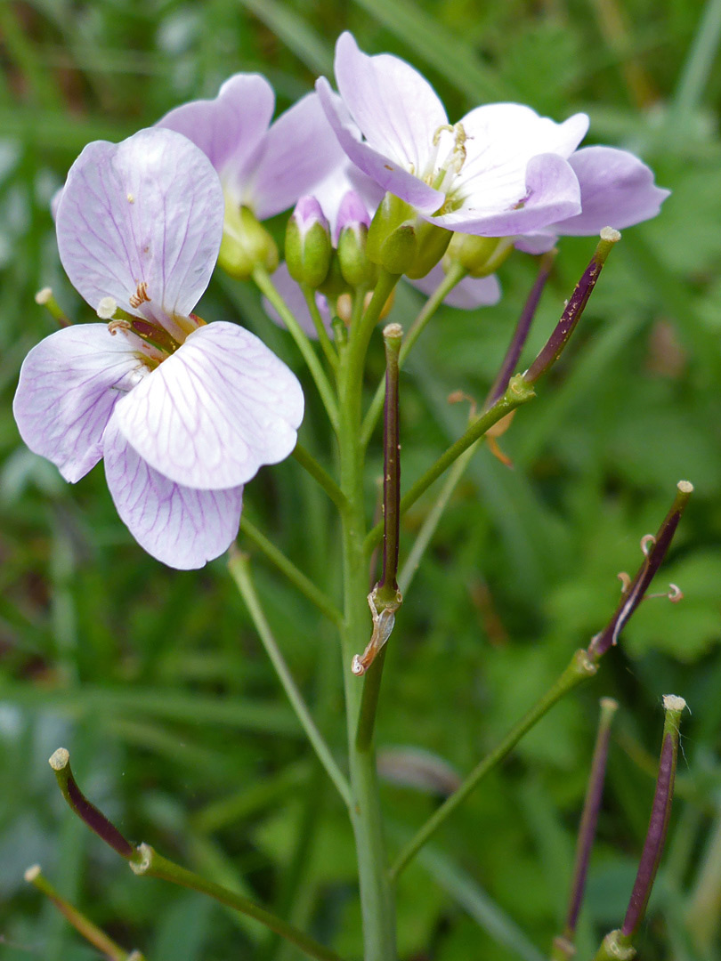 Pale pink flowers