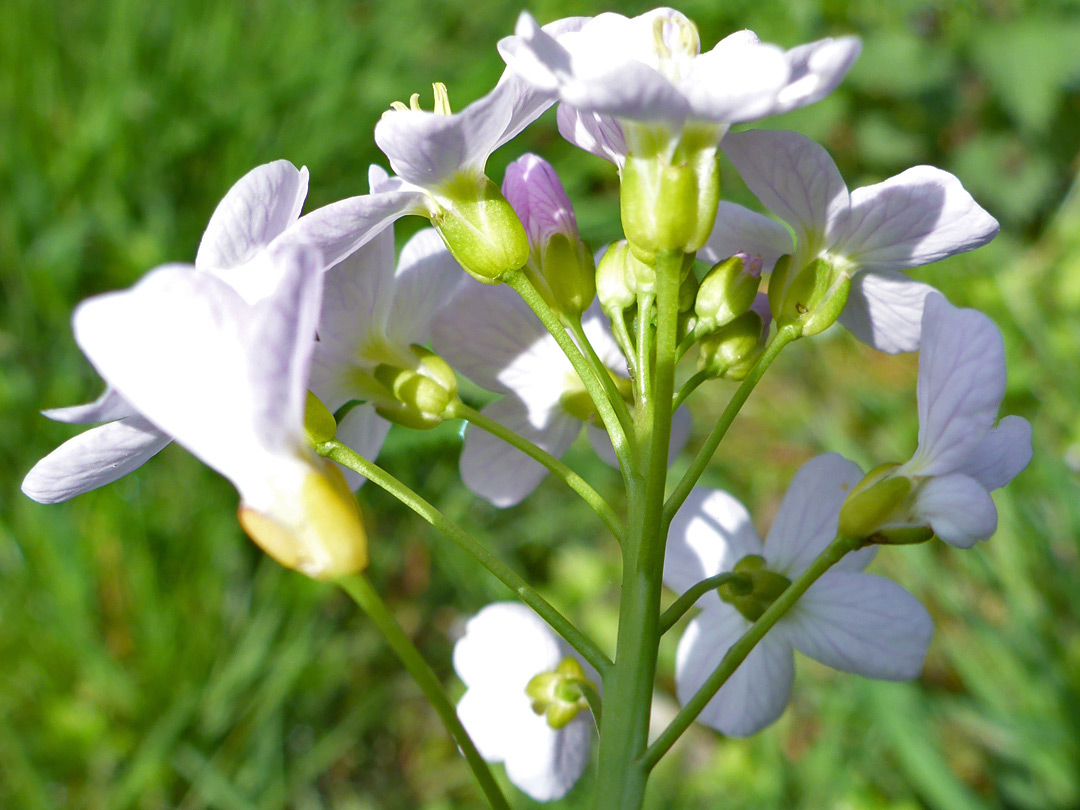 Flower stalks