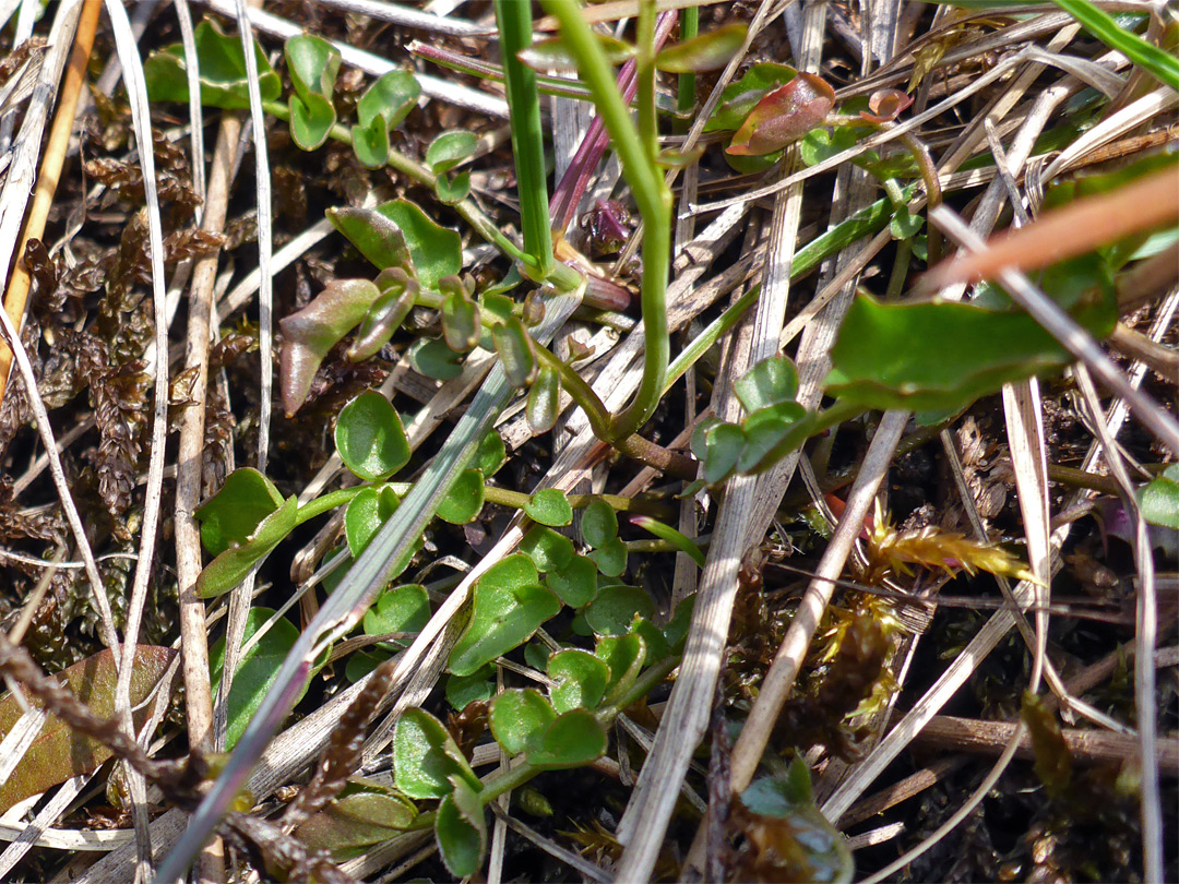 Basal leaves