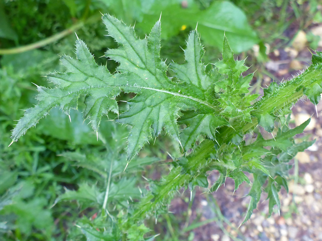 Spiny leaf