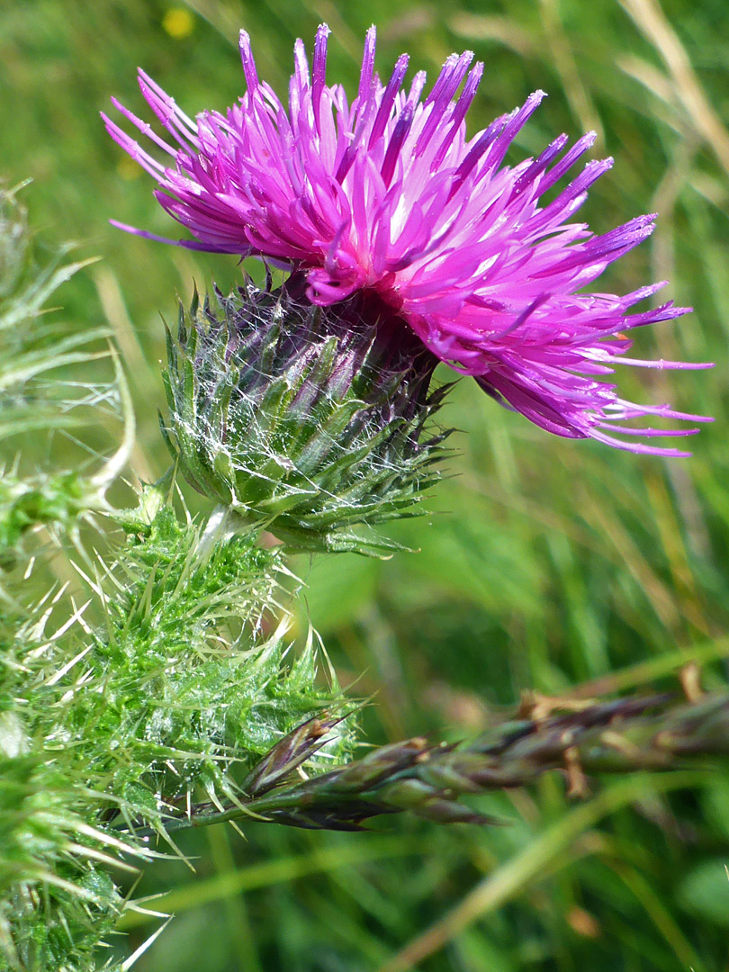 Flowerhead and spiny stem