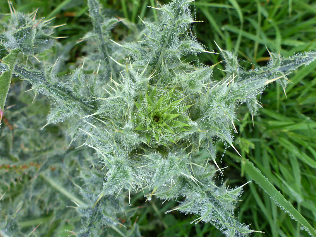 Developing flowerhead