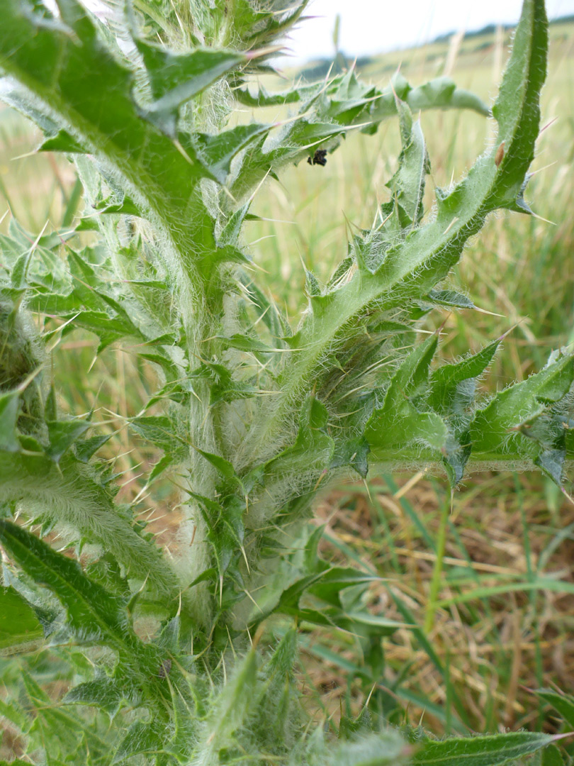 Hairy, spiny leaves