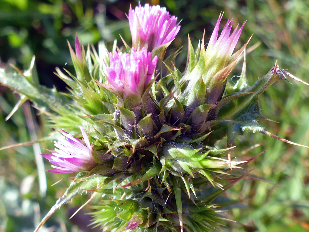 Cluster of flowerheads