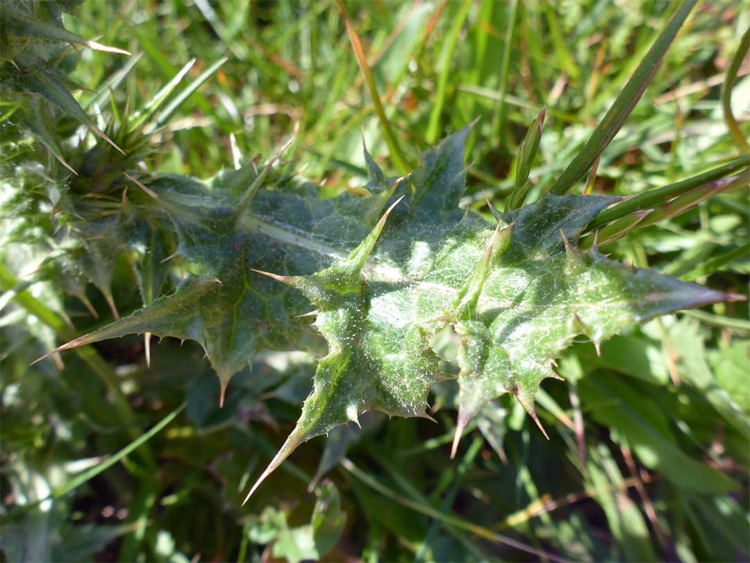 Spiny leaf