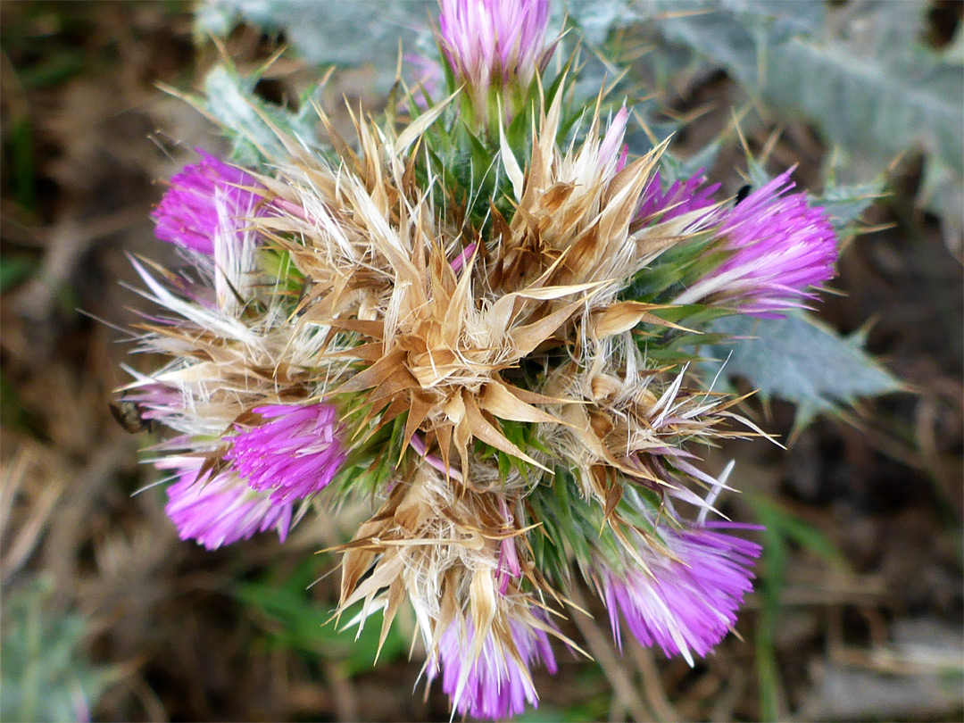 Flowerheads