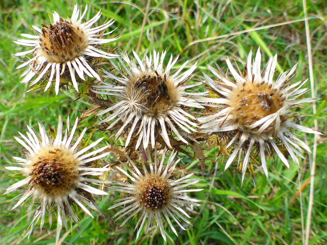 Five flowerheads