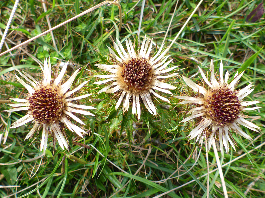 Three flowerheads