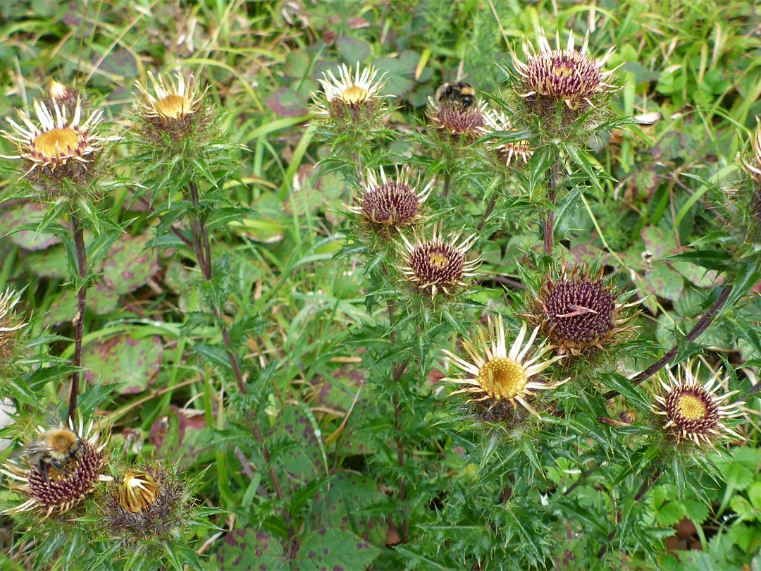 Group of flowerheads