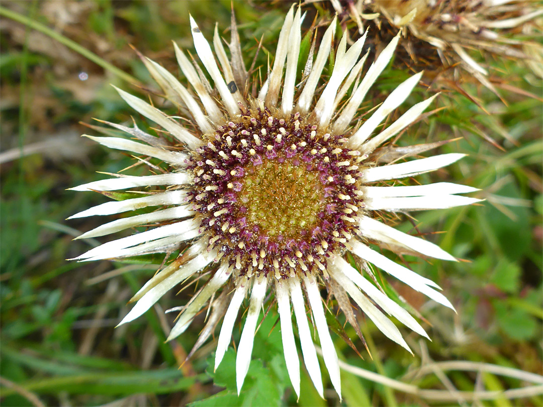 Purplish disc florets