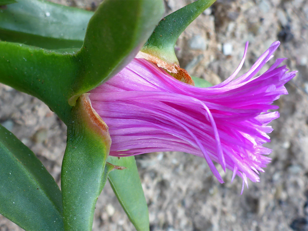 Pink flower