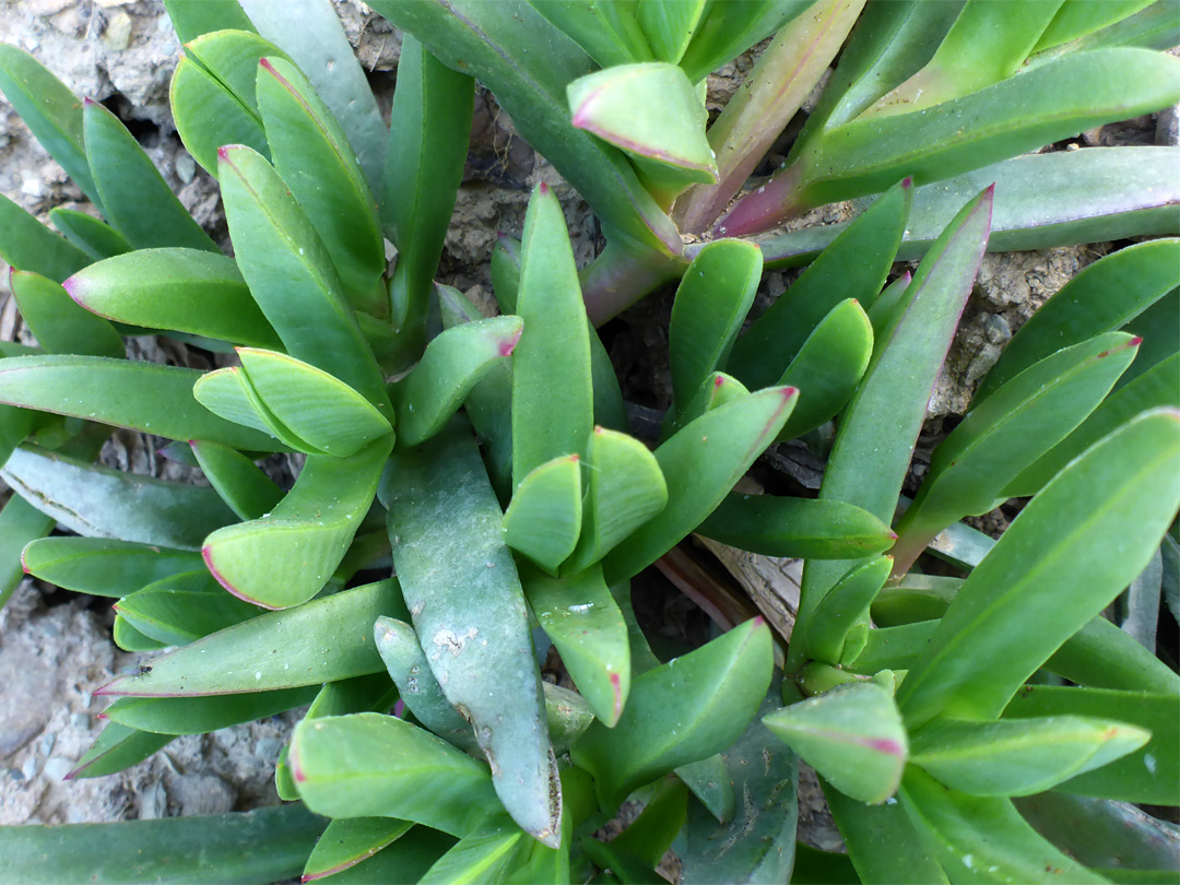 Succulent leaves