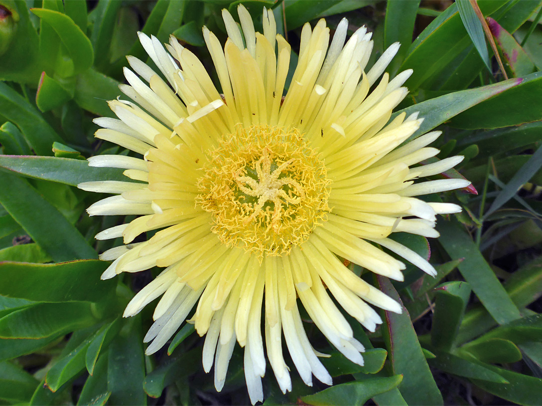 Pale yellow flower