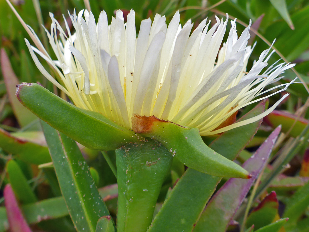 Yellowish-white petals