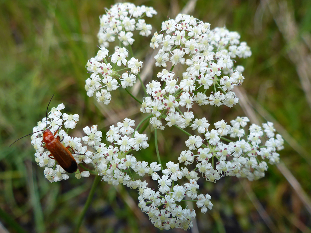 Small white flowers