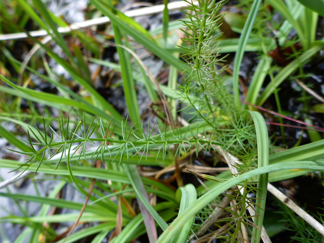 Basal leaves