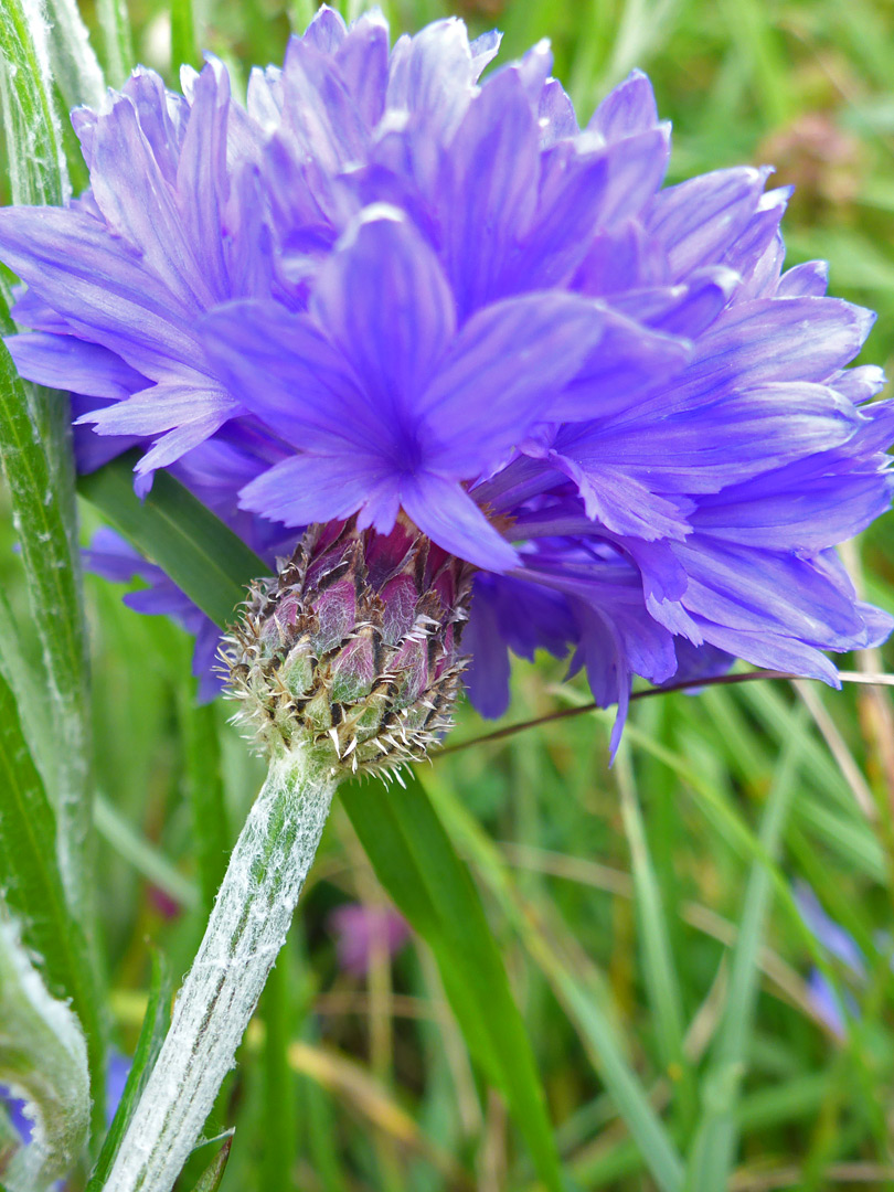 Blue florets