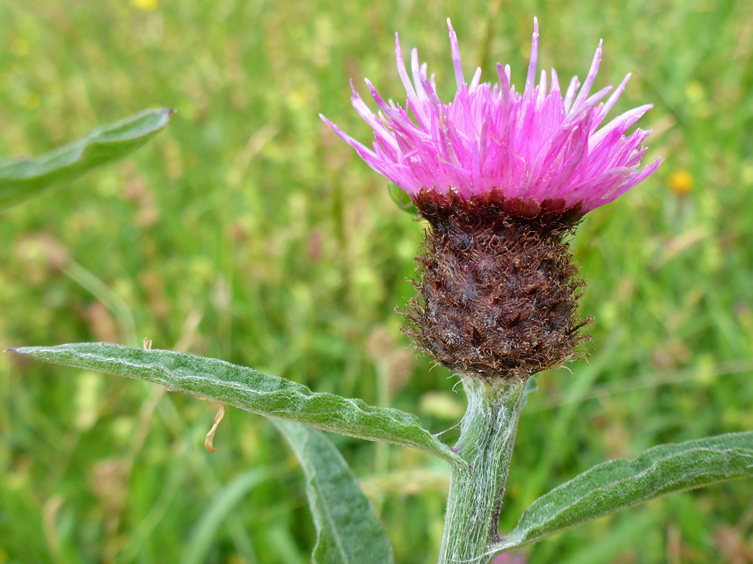 Flowerhead and upper stem