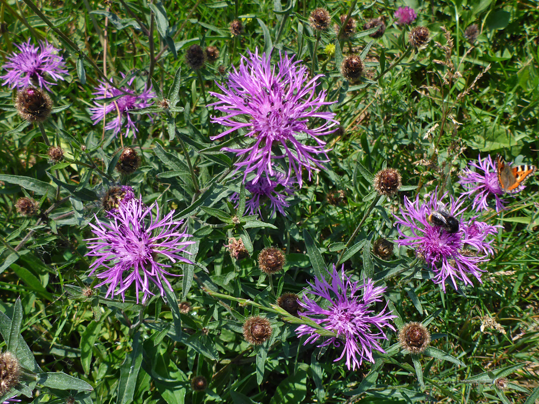 Knapweed