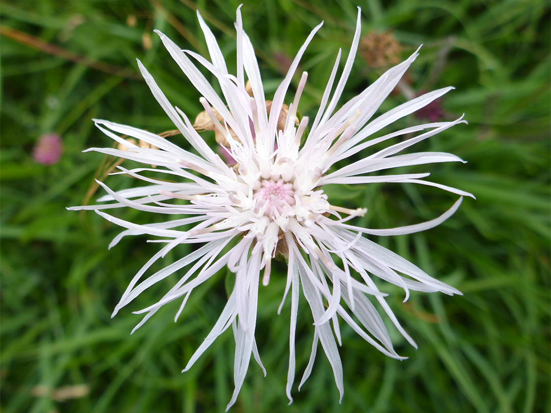 Slender corolla lobes