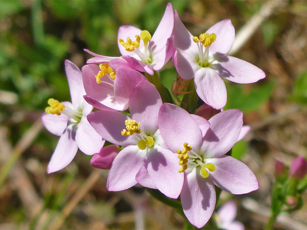 Pale pink flowers