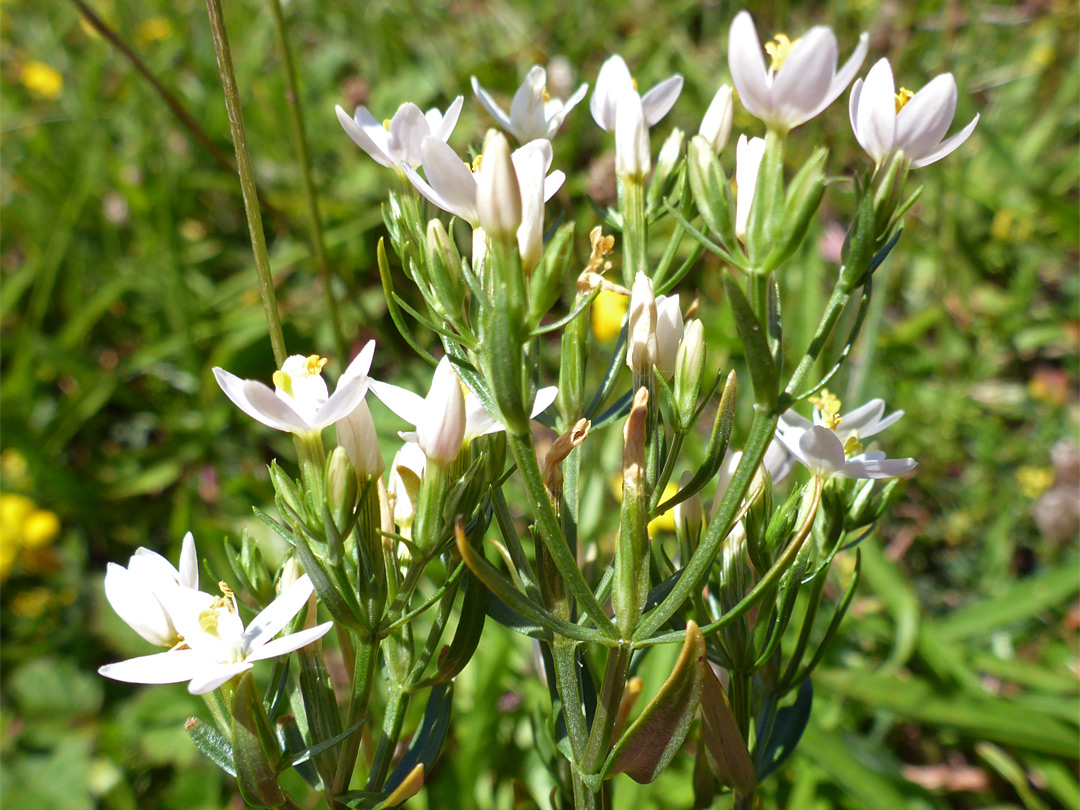 White flowers