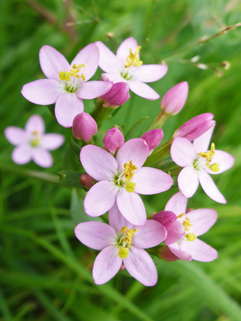 Pale pink flowers