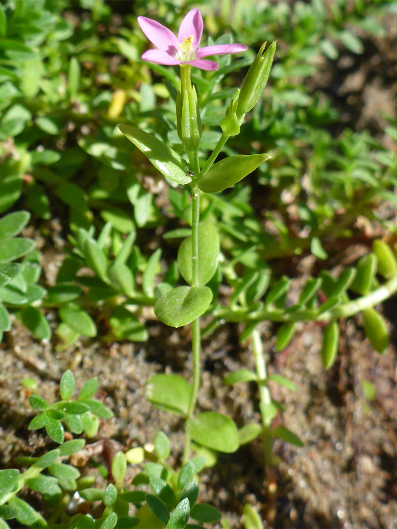 Flowering stem