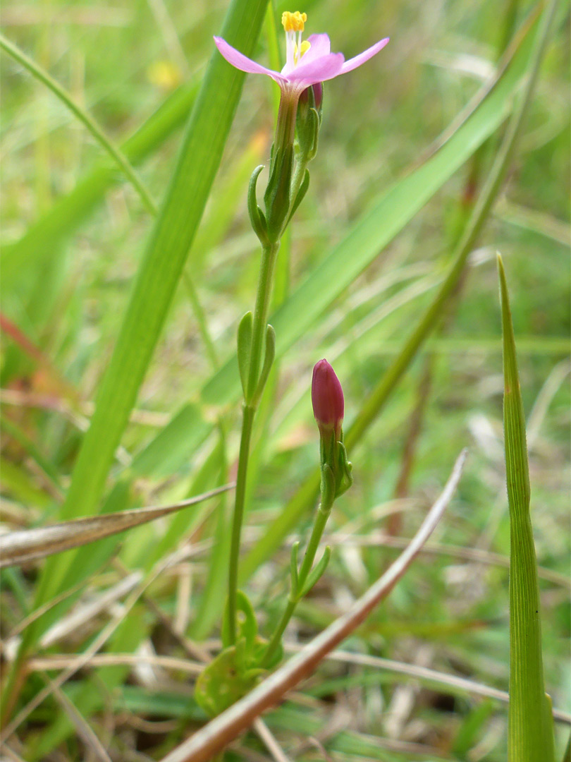 Two flowers