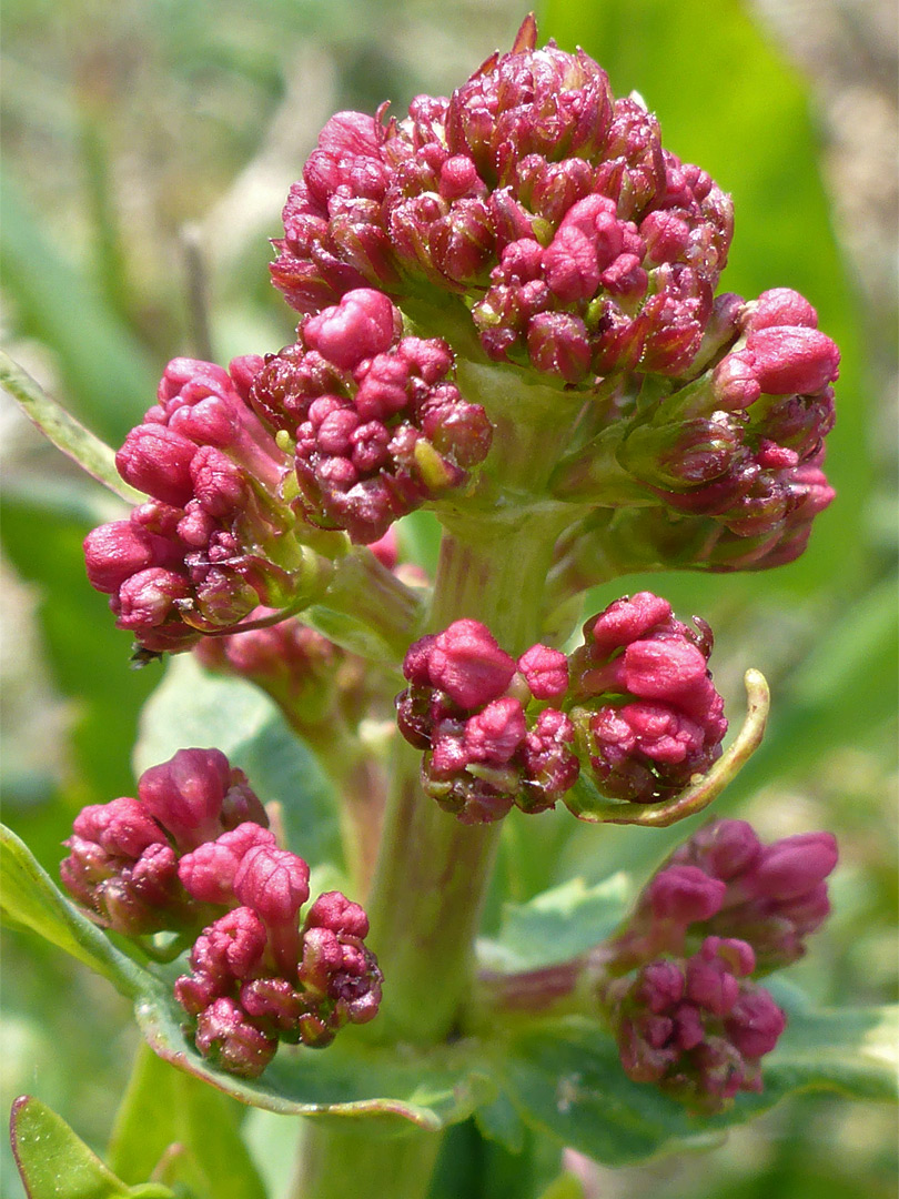 Red buds